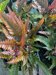 Pteris quadriaurita (Brake Fern)