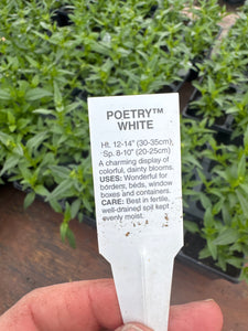 Nemesia Poetry White