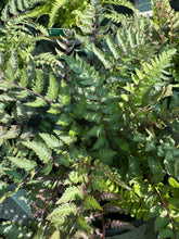 Load image into Gallery viewer, Athyrium Metallicum (Fern)
