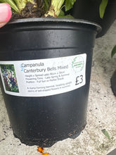 Load image into Gallery viewer, Campanula Canterbury Bells Mixed

