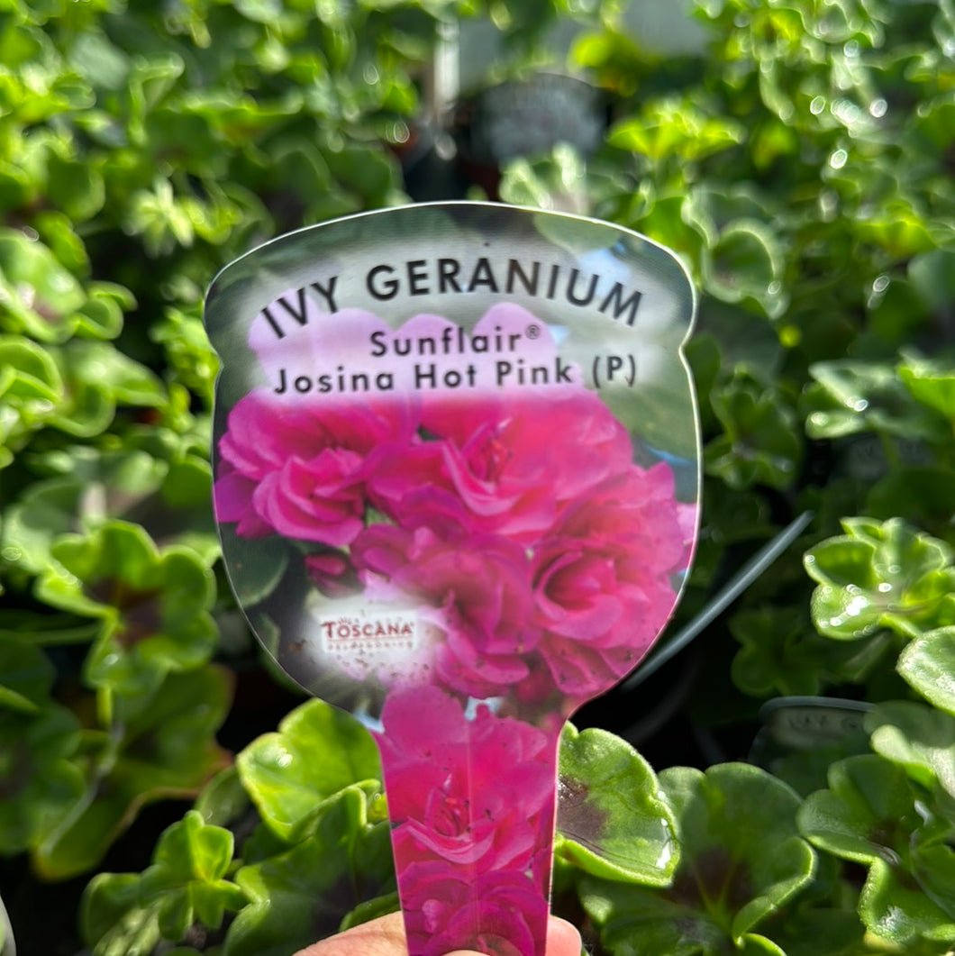 Ivy Trailing Geranium Hot Pink