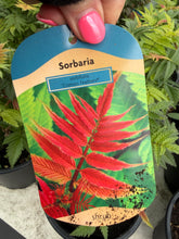 Load image into Gallery viewer, Sorbaria Crimson Feathers
