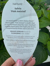 Load image into Gallery viewer, Salvia ‘Pink Amistad’
