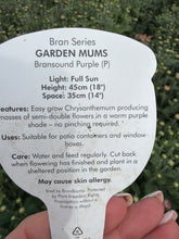 Load image into Gallery viewer, Chrysanthemum’Bransound Purple
