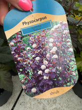 Load image into Gallery viewer, Physocarpus Diabolo
