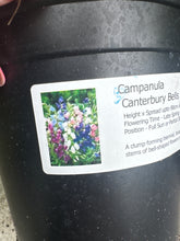 Load image into Gallery viewer, Campanula Canterbury Bells Mixed

