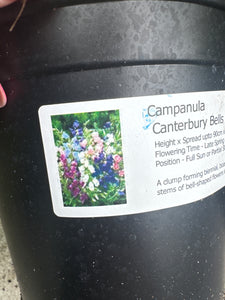 Campanula Canterbury Bells Mixed