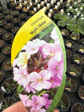 Load image into Gallery viewer, Erysimum Night Sky
