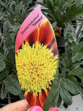 Load image into Gallery viewer, Gazania Sunbather Totonaca
