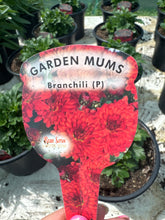 Load image into Gallery viewer, Chrysanthemum Garden Mums Brancili
