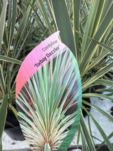 Load image into Gallery viewer, Cordyline Torbay Dazzler

