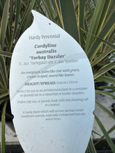 Load image into Gallery viewer, Cordyline Torbay Dazzler
