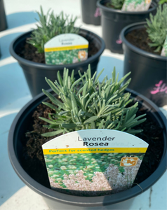 Lavender Rosea
