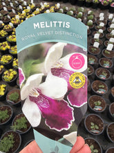 Load image into Gallery viewer, Melittis Royal Velvet Distinction
