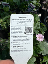Load image into Gallery viewer, Geranium “sanguineum var. striatum
