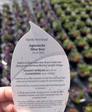 Load image into Gallery viewer, Agastache Blue Boa
