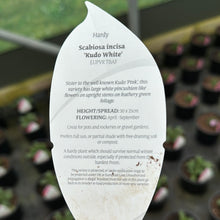Load image into Gallery viewer, Scabiosa ‘Kudo white’
