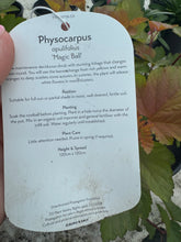 Load image into Gallery viewer, Physocarpus ‘Magic Ball’
