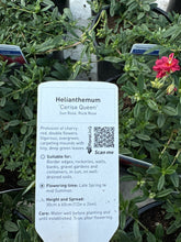 Load image into Gallery viewer, Helianthemum “Cerise Queen”
