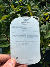Load image into Gallery viewer, Hypericum “Hidcote”
