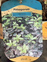 Load image into Gallery viewer, Pittosporum Elizabeth
