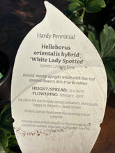 Load image into Gallery viewer, Helleborus White Lady Spotted
