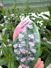 Load image into Gallery viewer, Penstemon Sour Grapes
