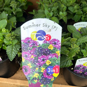 Trixi Trailers ‘Summer Sky’