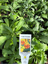 Load image into Gallery viewer, Wall Flowers ‘Tom Thumb’ Erysimum
