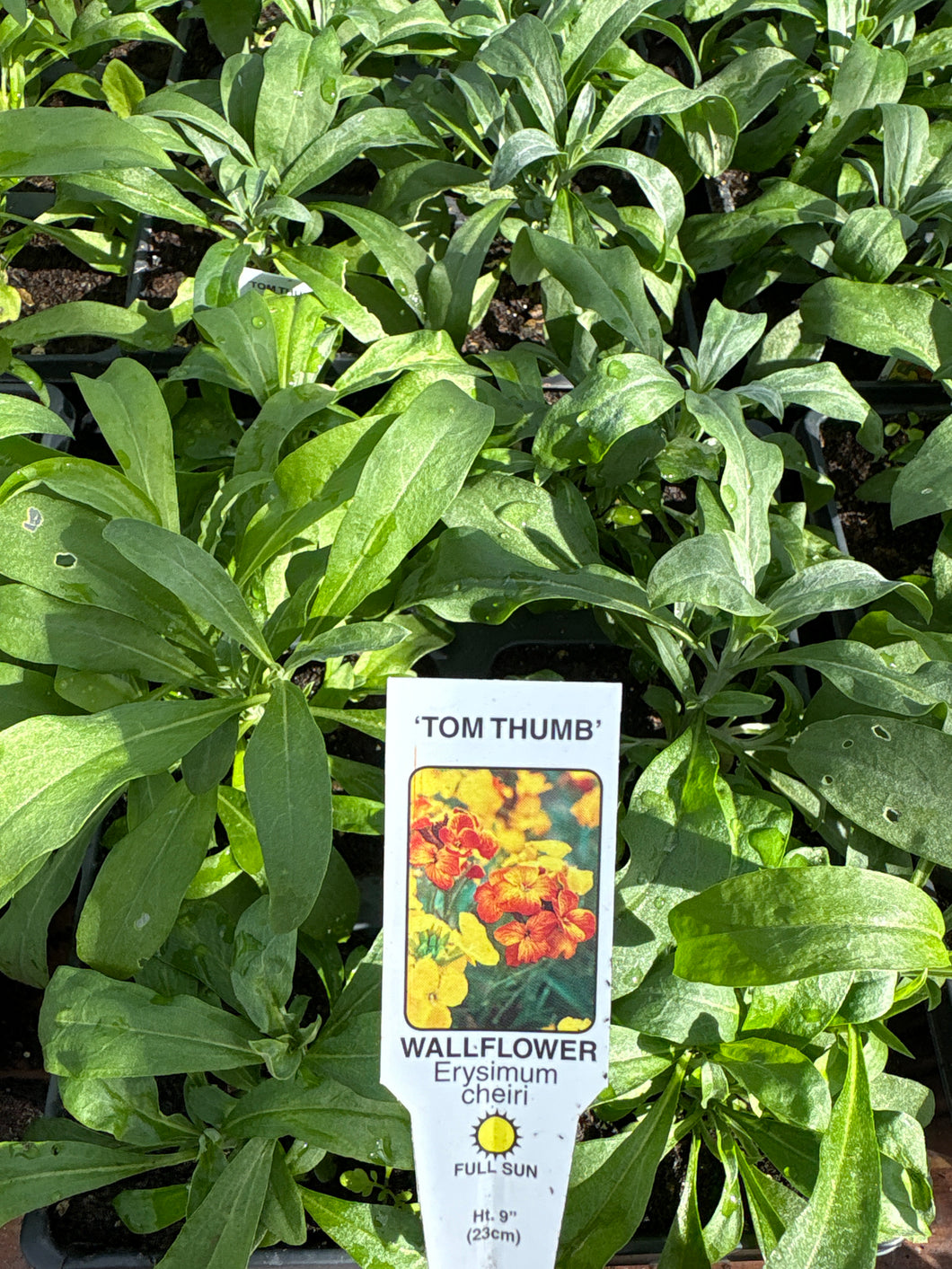 Wall Flowers ‘Tom Thumb’ Erysimum