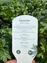 Load image into Gallery viewer, Geranium “Johnson’s blue”

