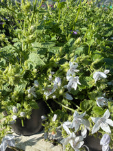 Load image into Gallery viewer, Campanula E.H Frost
