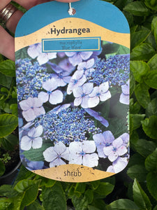 Hydrangea Macrophylla ‘Blue Wave’