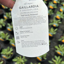 Load image into Gallery viewer, Gaillardia Mesa Peach
