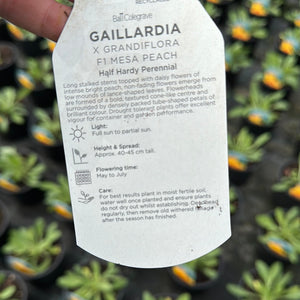 Gaillardia Mesa Peach