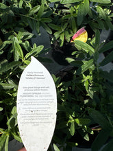 Load image into Gallery viewer, Helianthemum “Wisley Primrose”
