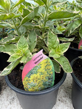 Load image into Gallery viewer, Lysimachia Alexander
