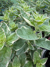 Load image into Gallery viewer, Lysimachia Alexander
