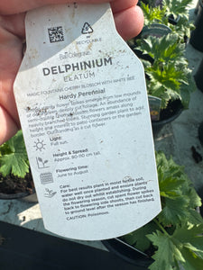 Delphinium Magic Fountains Cherry Blossom with White Bee