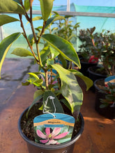 Load image into Gallery viewer, Magnolia Stella Ruby
