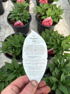 Alstroemeria Inca ‘Candy’