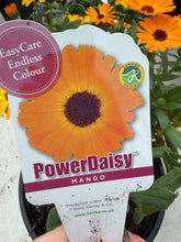 Load image into Gallery viewer, Calendula Power Daisy Mango
