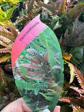 Load image into Gallery viewer, Pteris quadriaurita (Brake Fern)

