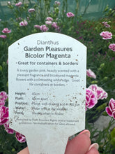 Load image into Gallery viewer, Dianthus Garden Pleasures Bicolor Magenta
