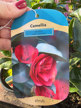 Load image into Gallery viewer, Camellia Lady Campbell
