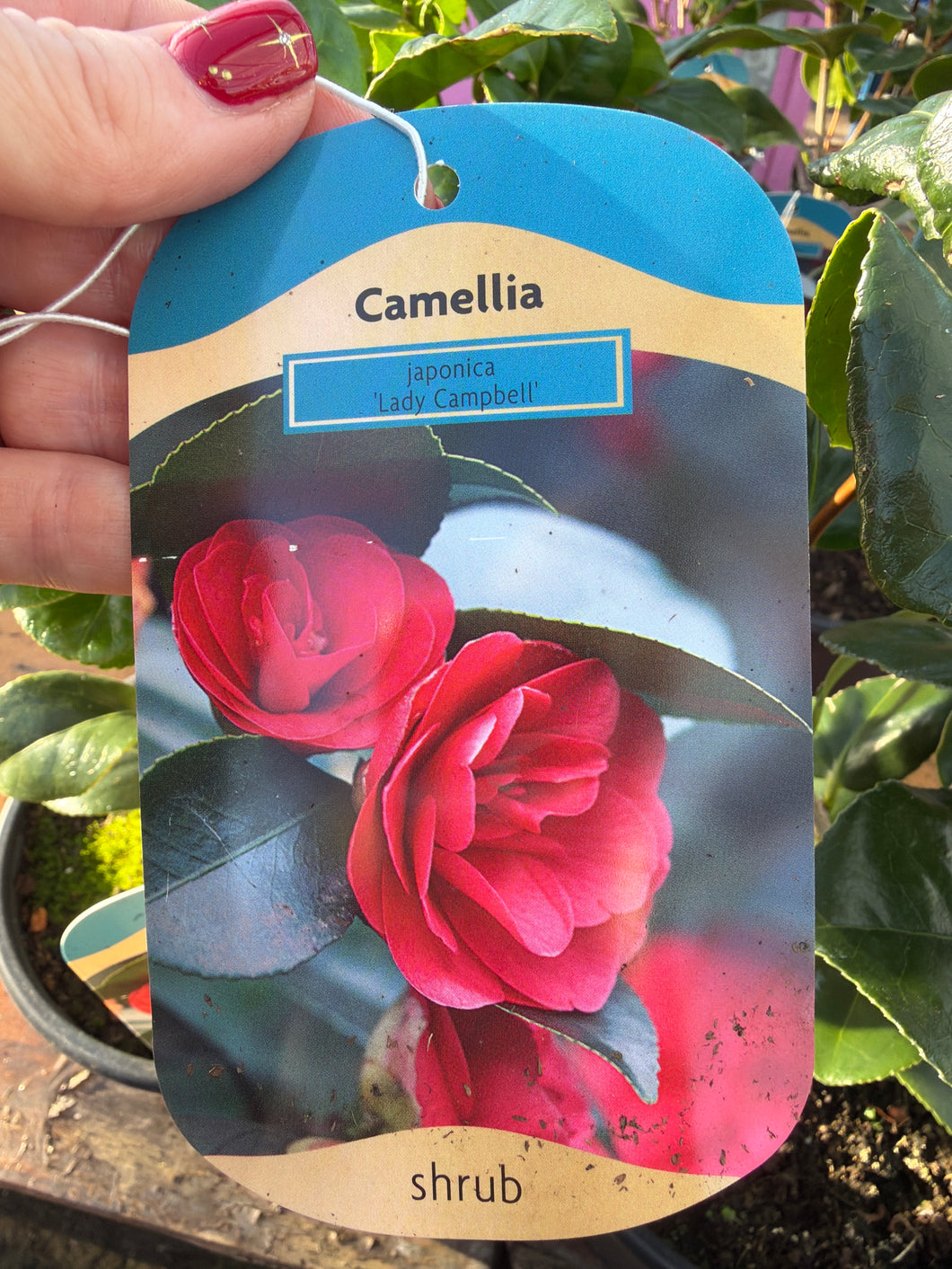Camellia Lady Campbell