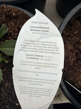 Load image into Gallery viewer, Leucanthemum Banana Cream
