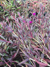 Load image into Gallery viewer, Delosperma Desert Dancer Red

