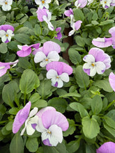 Load image into Gallery viewer, Viola Pink Wing
