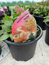 Load image into Gallery viewer, Alstroemeria Inca 'Husky’

